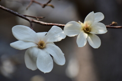 辛夷の花　３