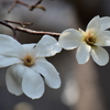 辛夷の花　３