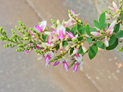 萩　５