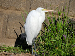 ダイサギ　さん