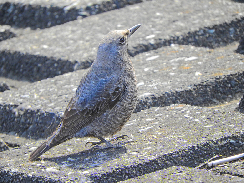 イソヒヨドリ　♀　1/2