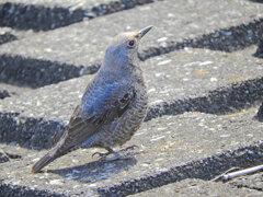 イソヒヨドリ　♀　1/2