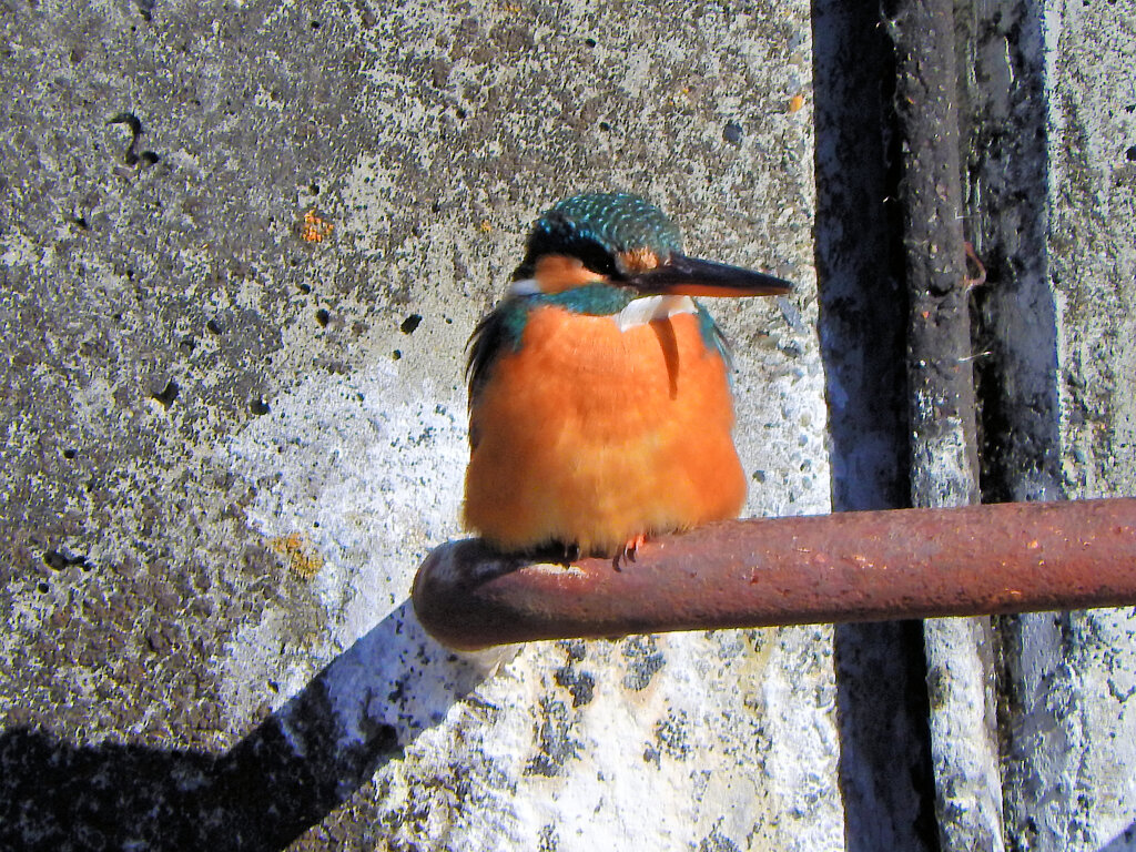 今日のカワセミ　さん　2/2