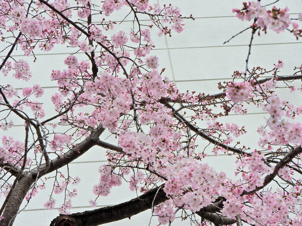枝垂れ桜　開花　８
