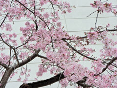 枝垂れ桜　開花　８