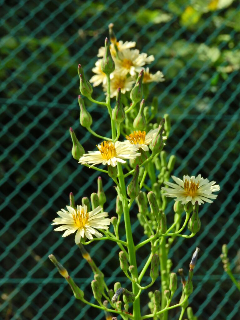 秋の野芥子 （あきののげし）３