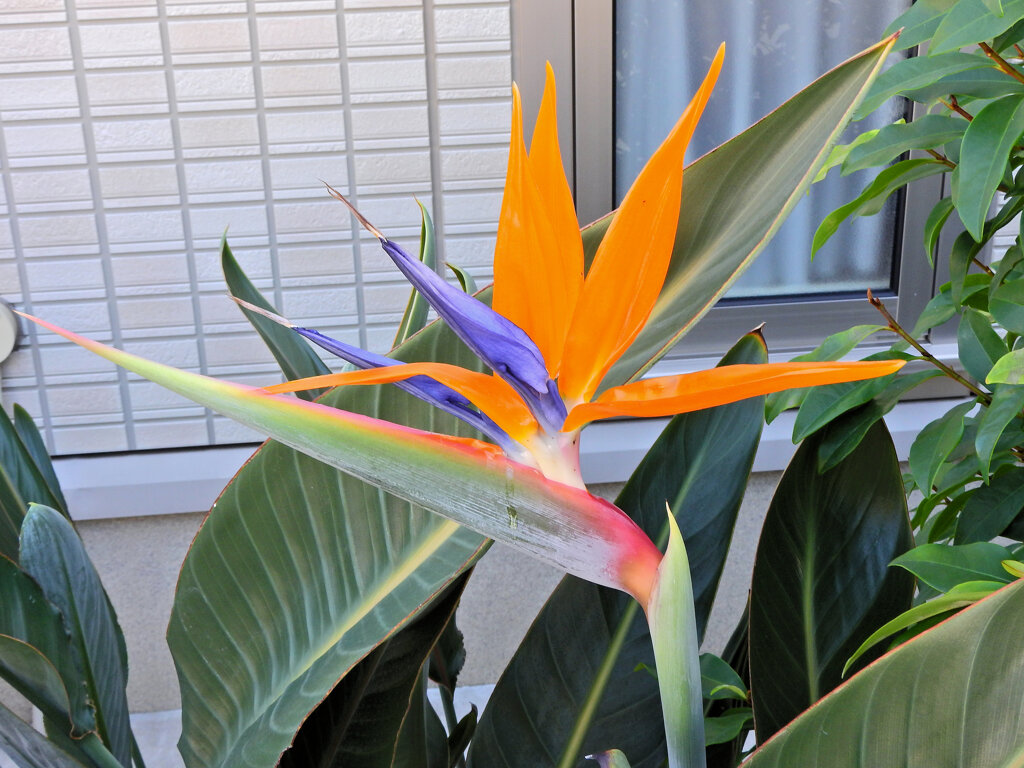 極楽鳥花 （ごくらくちょうか）（ストレリチア）２