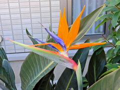 極楽鳥花 （ごくらくちょうか）（ストレリチア）２