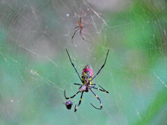 女郎蜘蛛 3 女郎蜘蛛 3