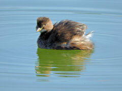 カイツブリ　さん　８