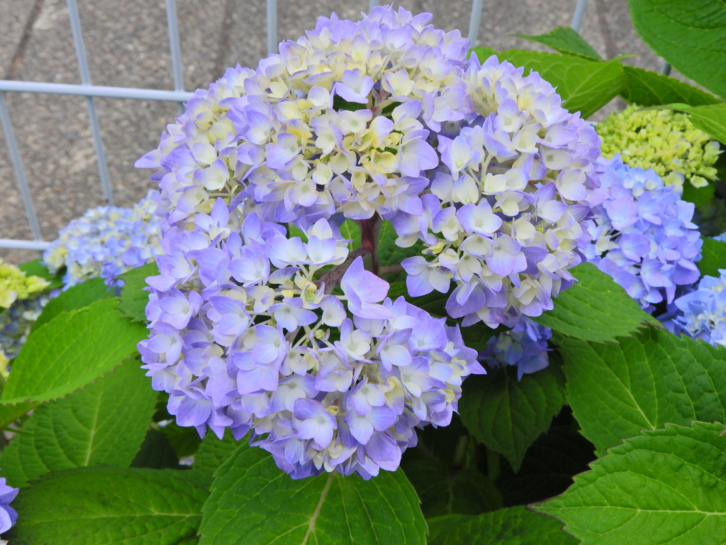 紫陽花　４