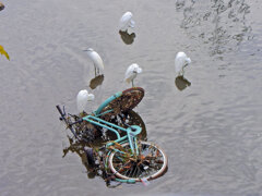 河川に捨てられた自転車に・・・　コサギ　2/2