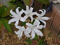 ネリネ   （ダイヤモンドリリー）白花　１