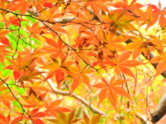 近所のお寺の紅葉　２