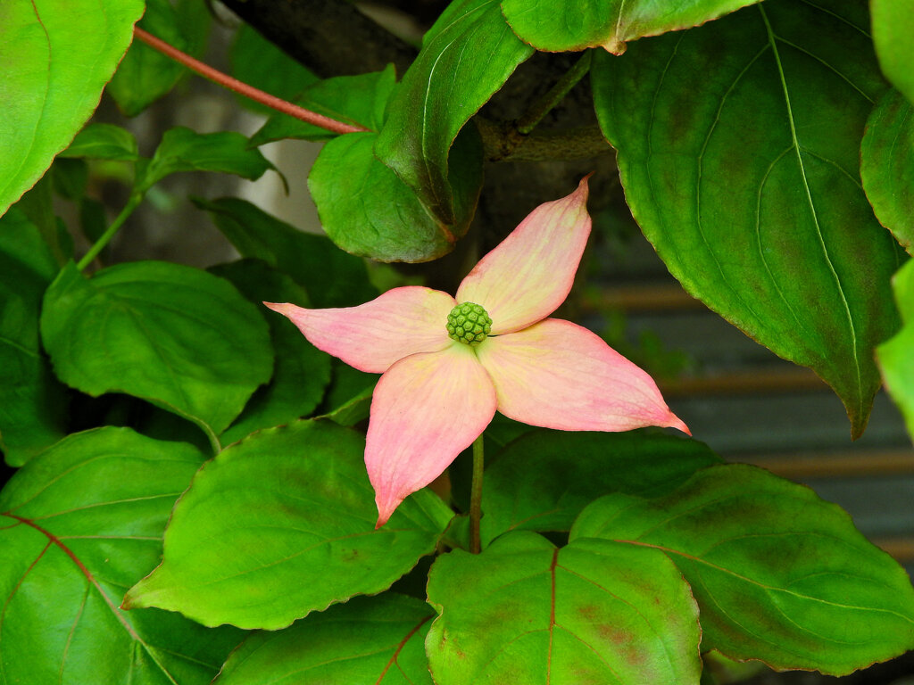 山法師 （やまぼうし）花ピンク　３