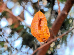 キカラスウリ（黄烏瓜）実　１