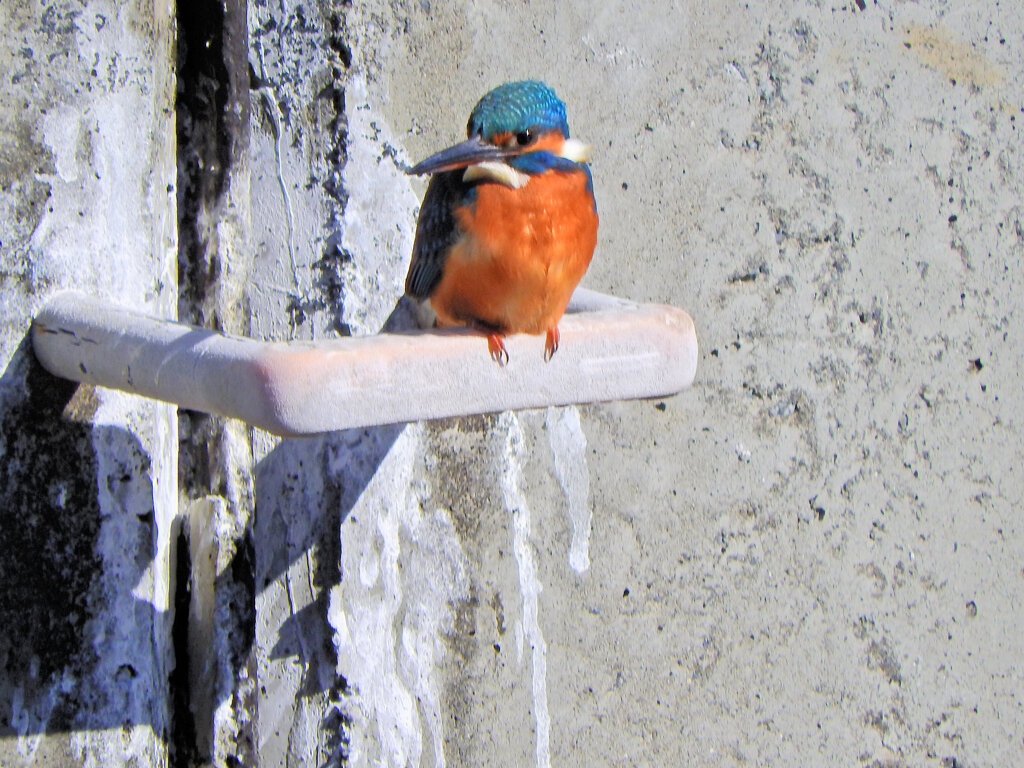 今日の　カワセミ　さん　３