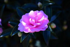 山茶花　（サザンカ）７