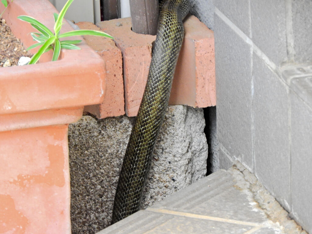 ヘビィ~>゜)～～～　につき閲覧注意！！　２