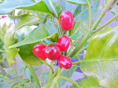 アオキの実　１