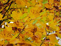 百合の木 （ゆりのき）の紅葉　６