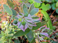 初雪草 （はつゆきそう）３