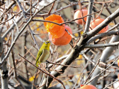 柿喰う　メジロさん　１