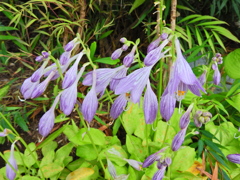 擬宝珠 （ぎぼうし）  (Day lily)　５