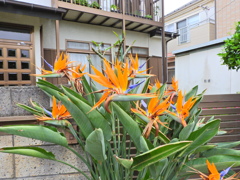  ストレリチア（極楽鳥花）　３