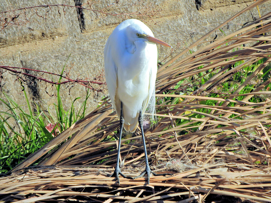 ダイサギ　さん　２