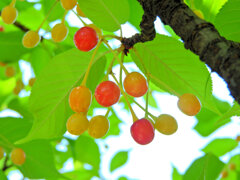 河津桜の実　４
