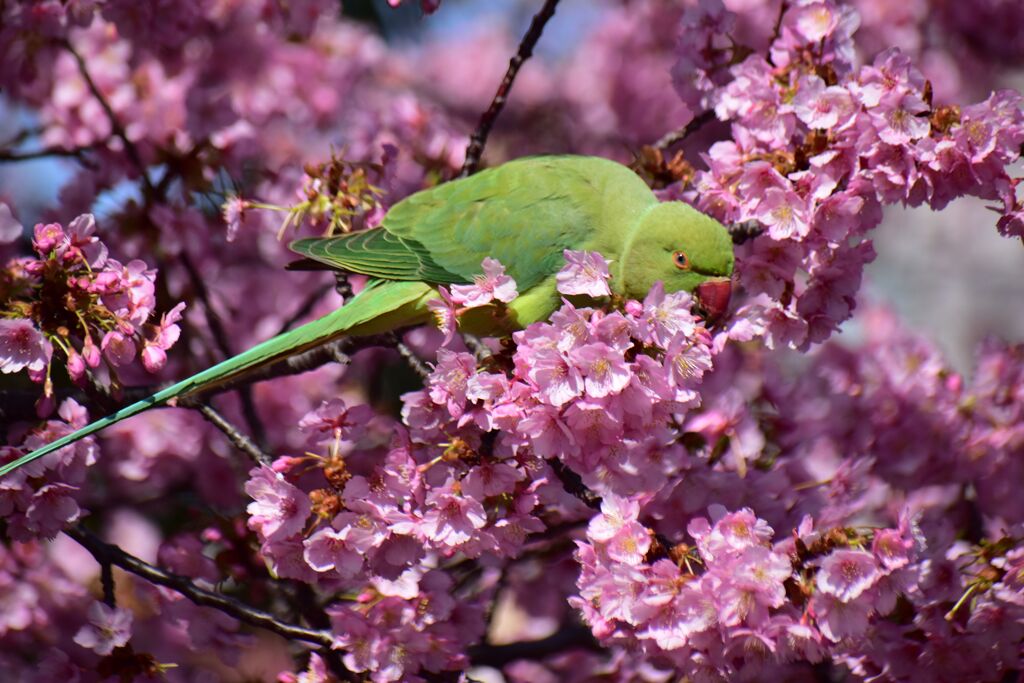 河津桜を喰い散らす　ワカケホンセイインコ　７