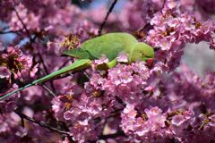 河津桜を喰い散らす　ワカケホンセイインコ　７