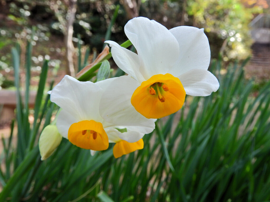 里山で水仙　４