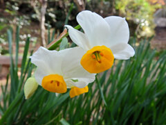 里山で水仙　４