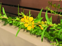 キバナミソハギ（黄花禊萩）２