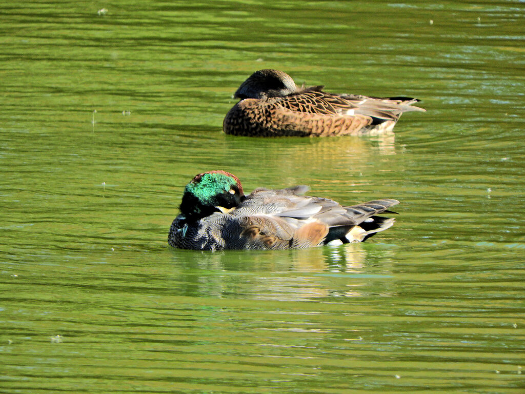 ヨシガモ　さん　２