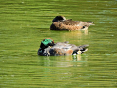 ヨシガモ　さん　２