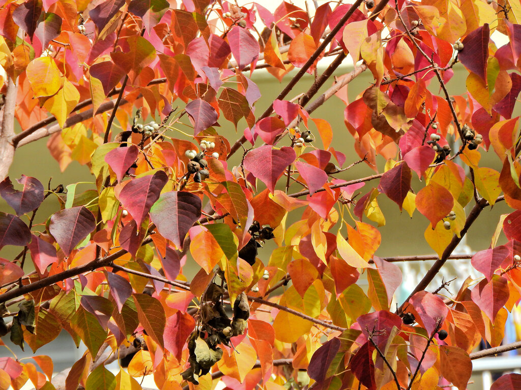 南京黄櫨 （なんきんはぜ） （紅葉と白いタネ）２