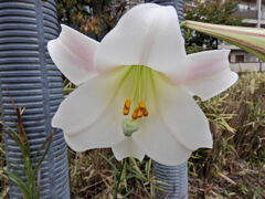 季節外れの高砂百合　開花　１