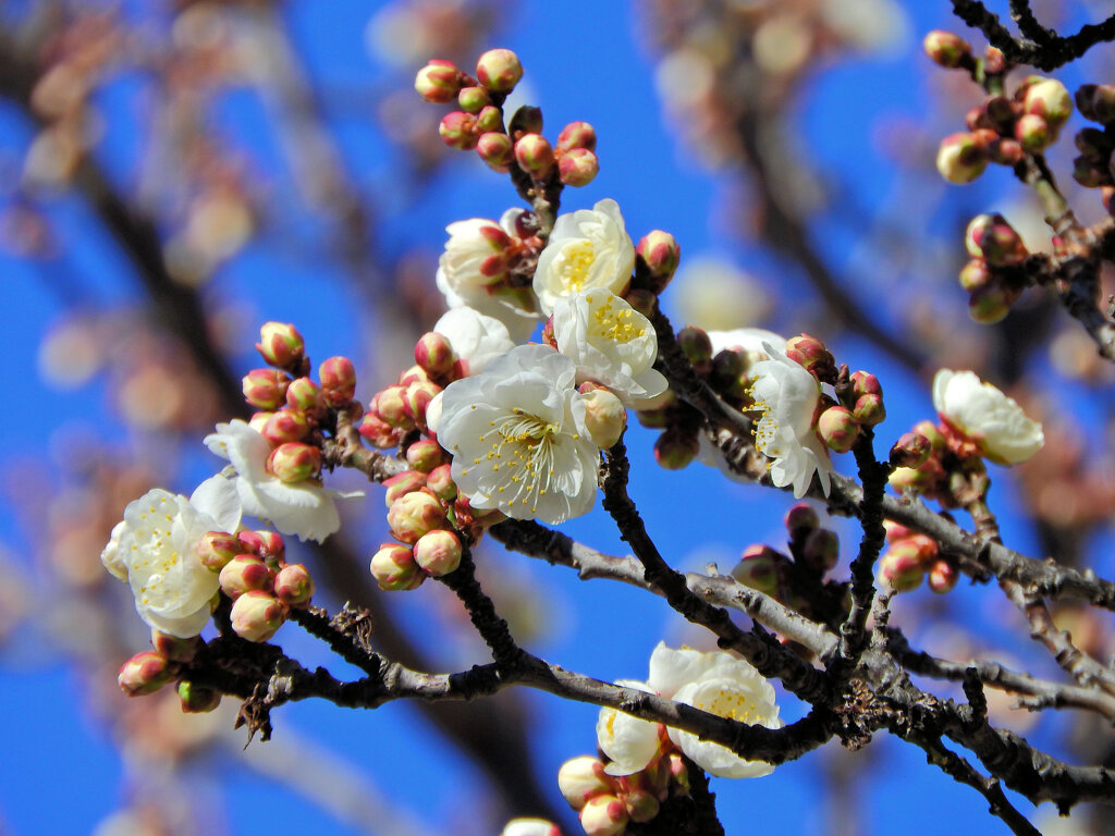 近所の幼稚園の園庭で白梅が開花　５
