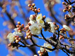 近所の幼稚園の園庭で白梅が開花　５