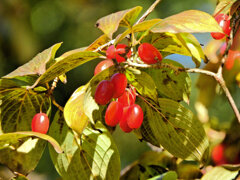 山茱萸 （さんしゅゆ）実　８
