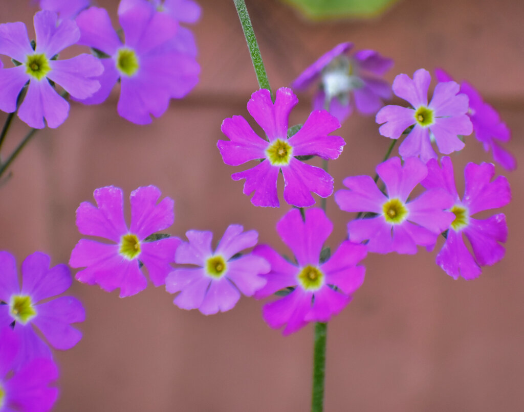 プリムラ・マラコイデス 　２