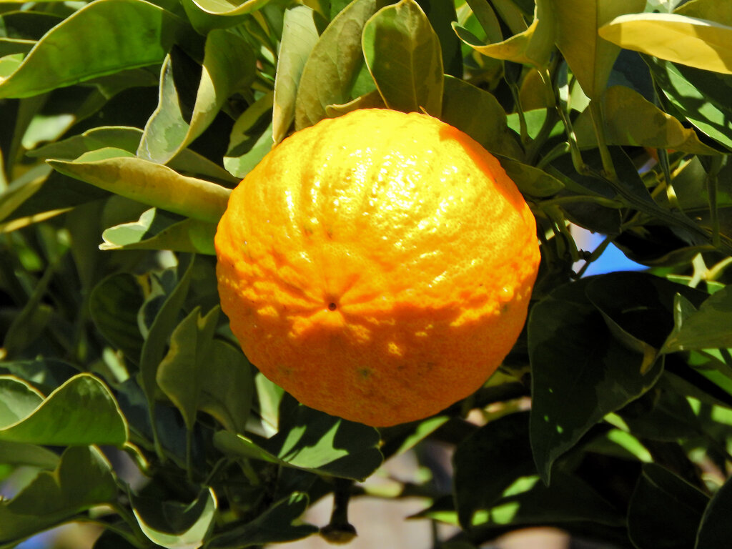 しまだいだい（縞橙、地球柑）５