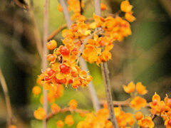 弾けた　ツルウメモドキ（蔓梅擬）１