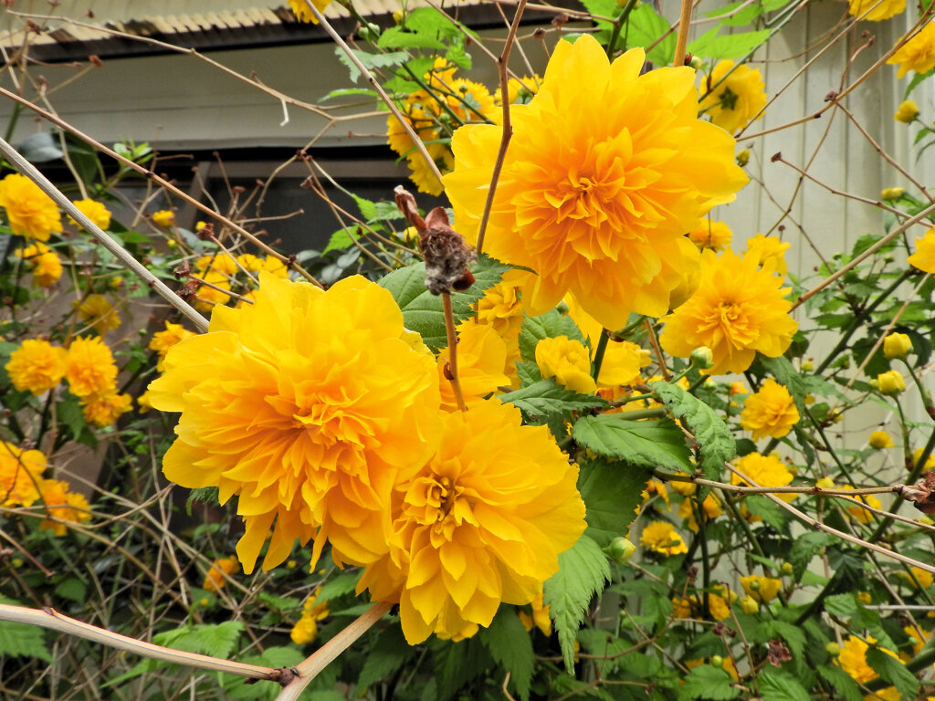 八重山吹　３