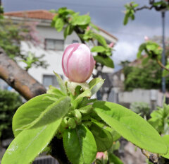 花梨の花　５