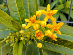 唐綿　 （とうわた）（アスクレピアス）