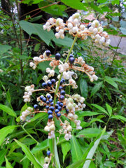 藪茗荷　花と実　３